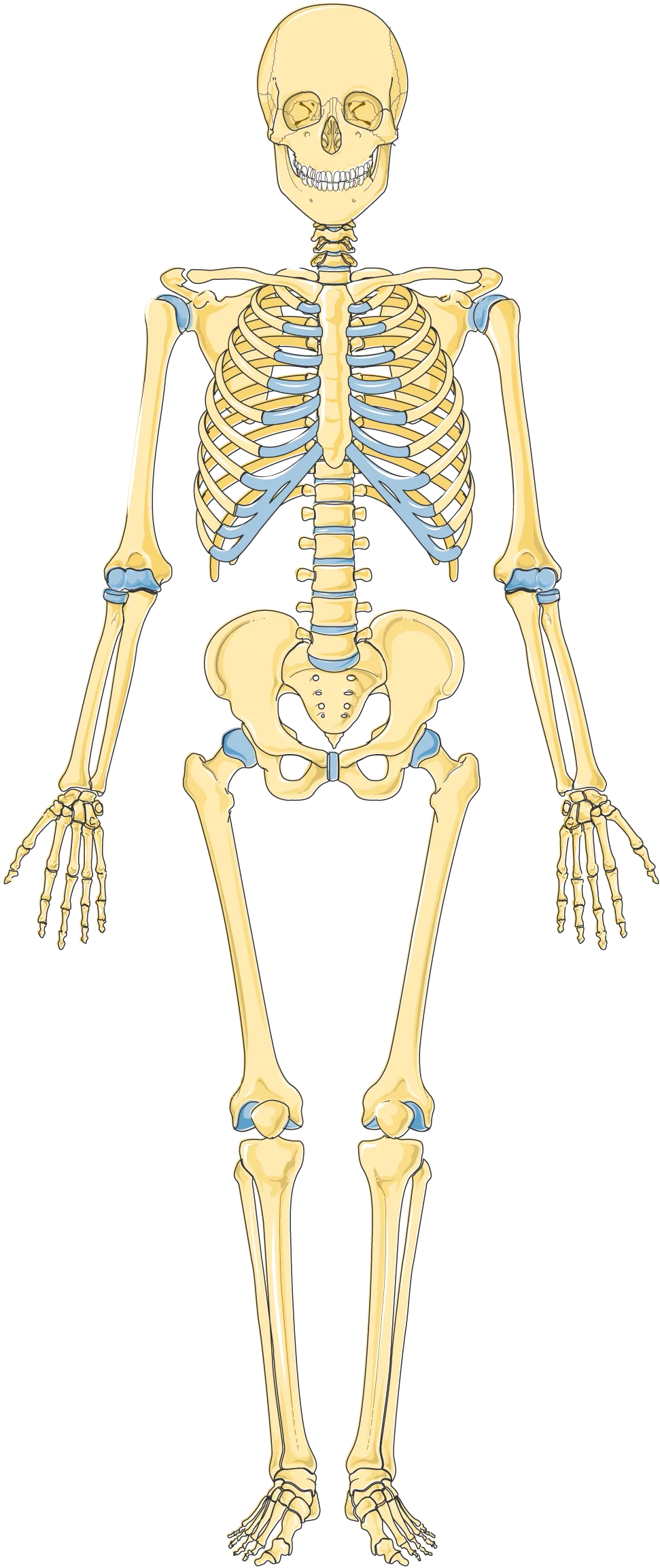 Servier Drawing Skeleton Anterior View No Labels Anatomytool