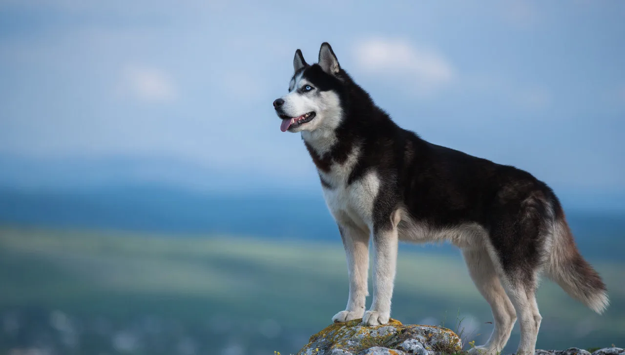 Siberian Husky All About Dogs