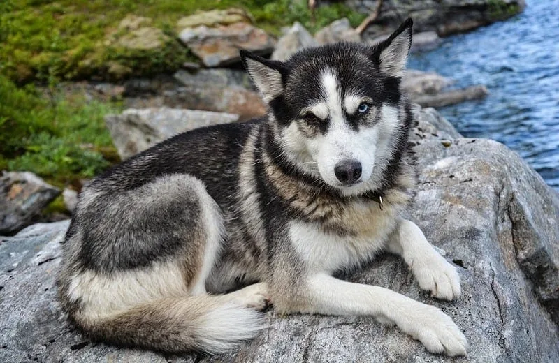 Siberian Husky Dog Breed Info Pictures Personality Facts Hepper