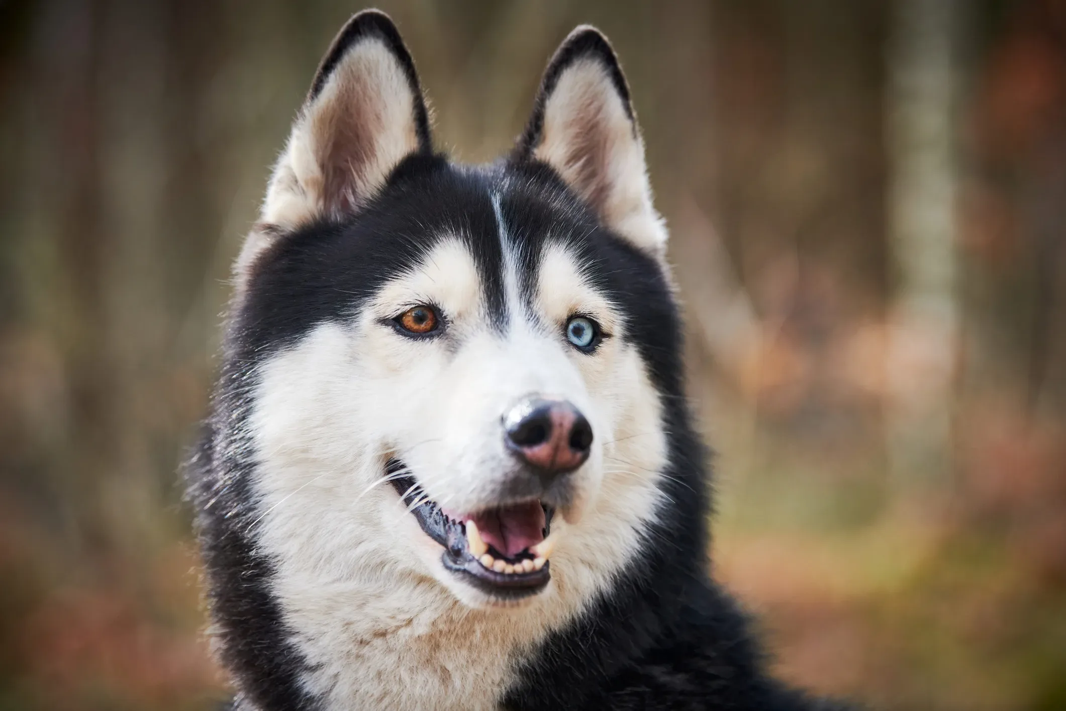 Siberian Husky Dog Breed Information Characteristics