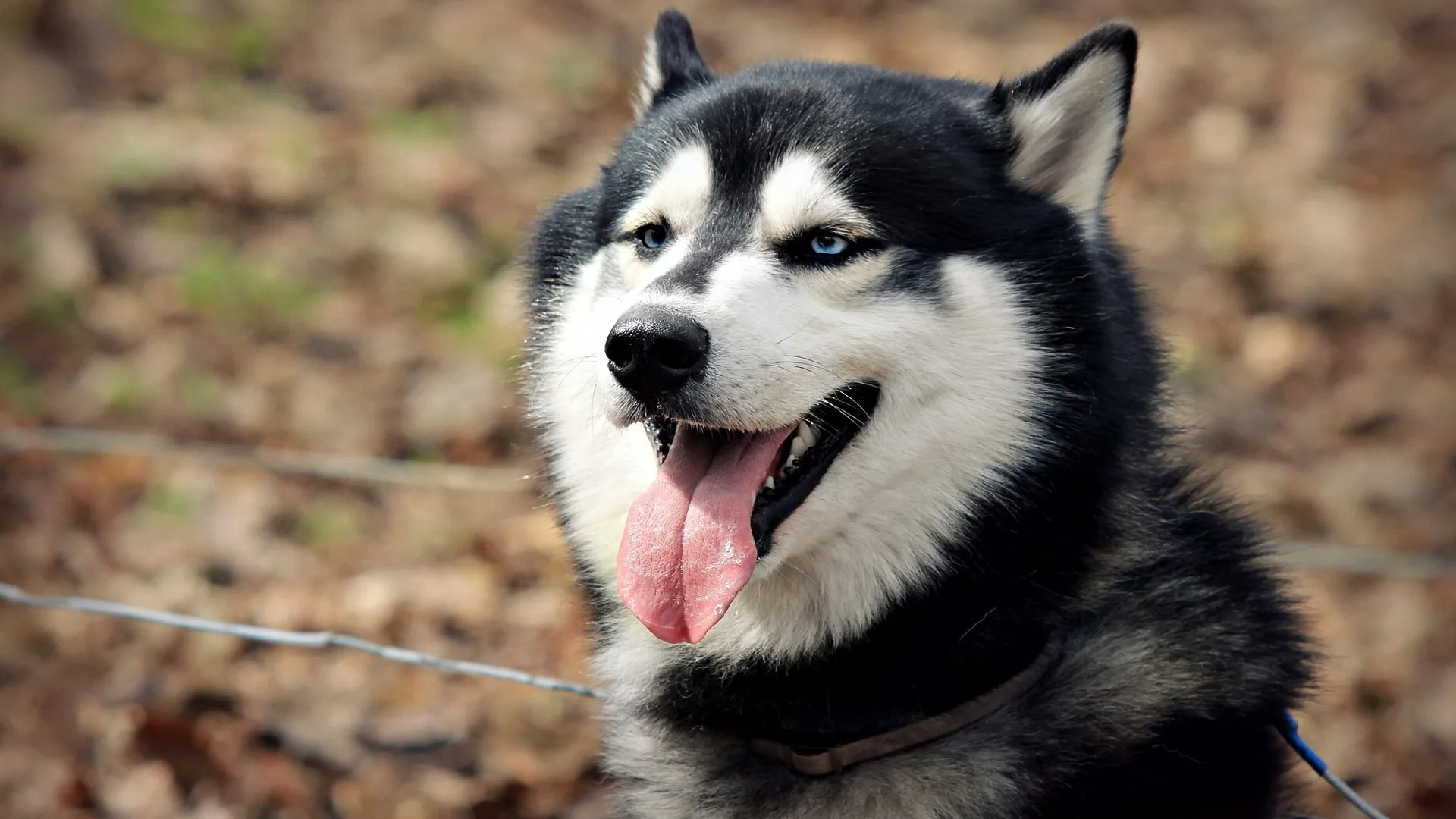 Siberian Husky Hd Wallpapers