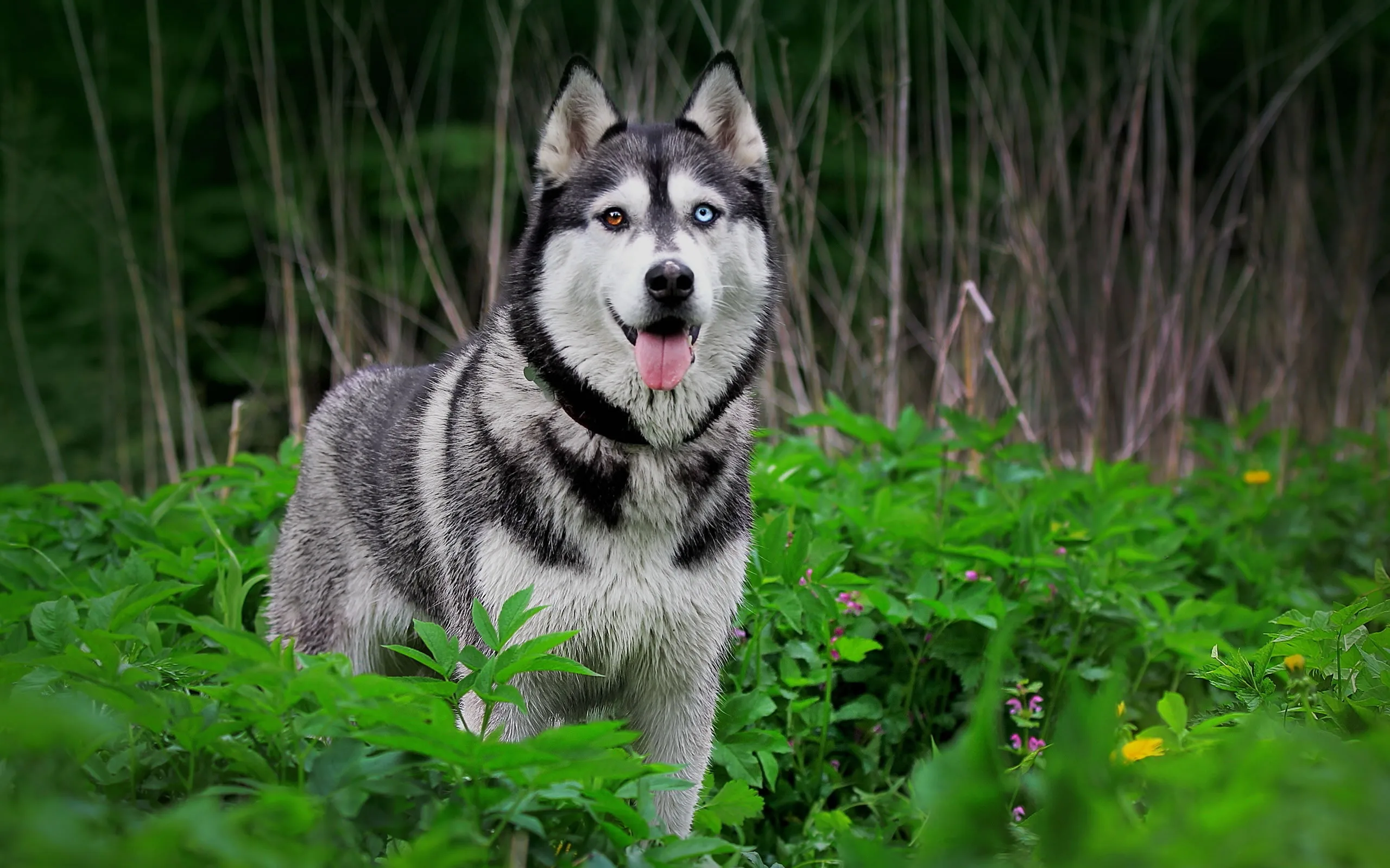 Siberian Husky My Doggy Rocks