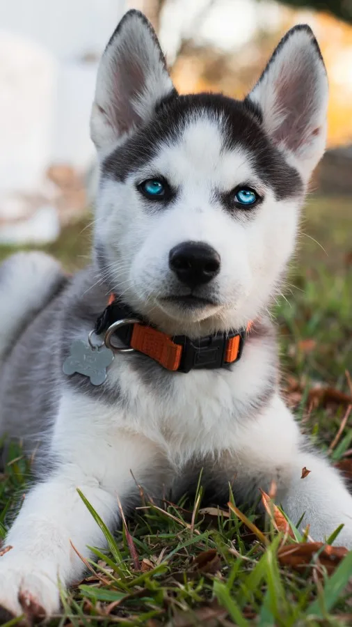 Siberian Husky Owner S Guide Greencross Vets