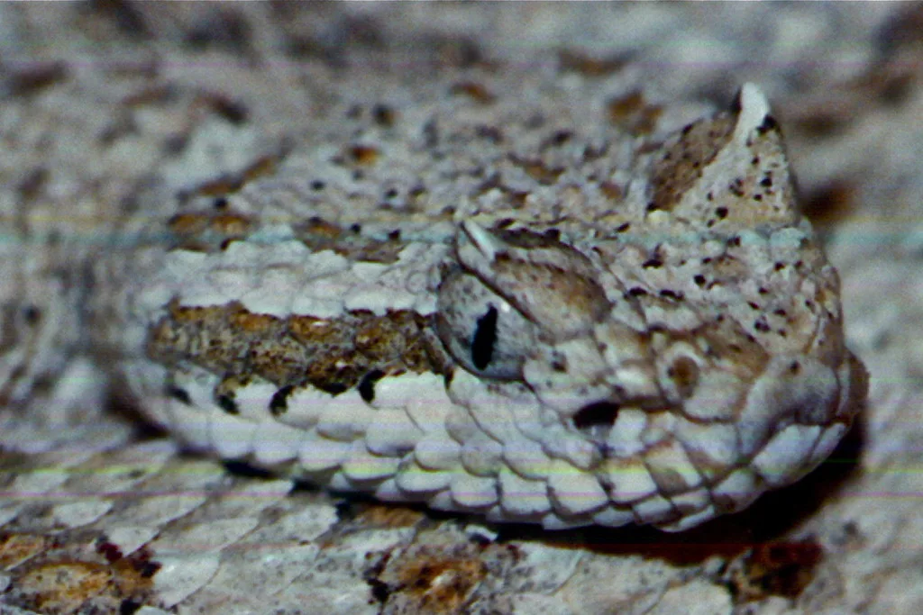 Sidewinder By Robert Sprackland Inaturalist