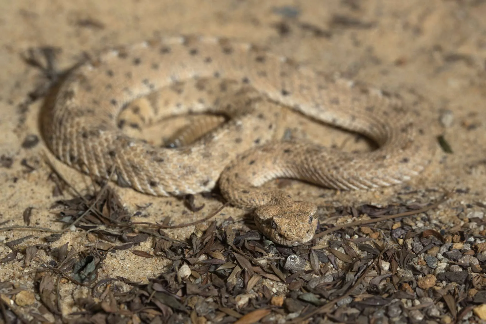 Sidewinder Wallpapers Wallpaper Cave