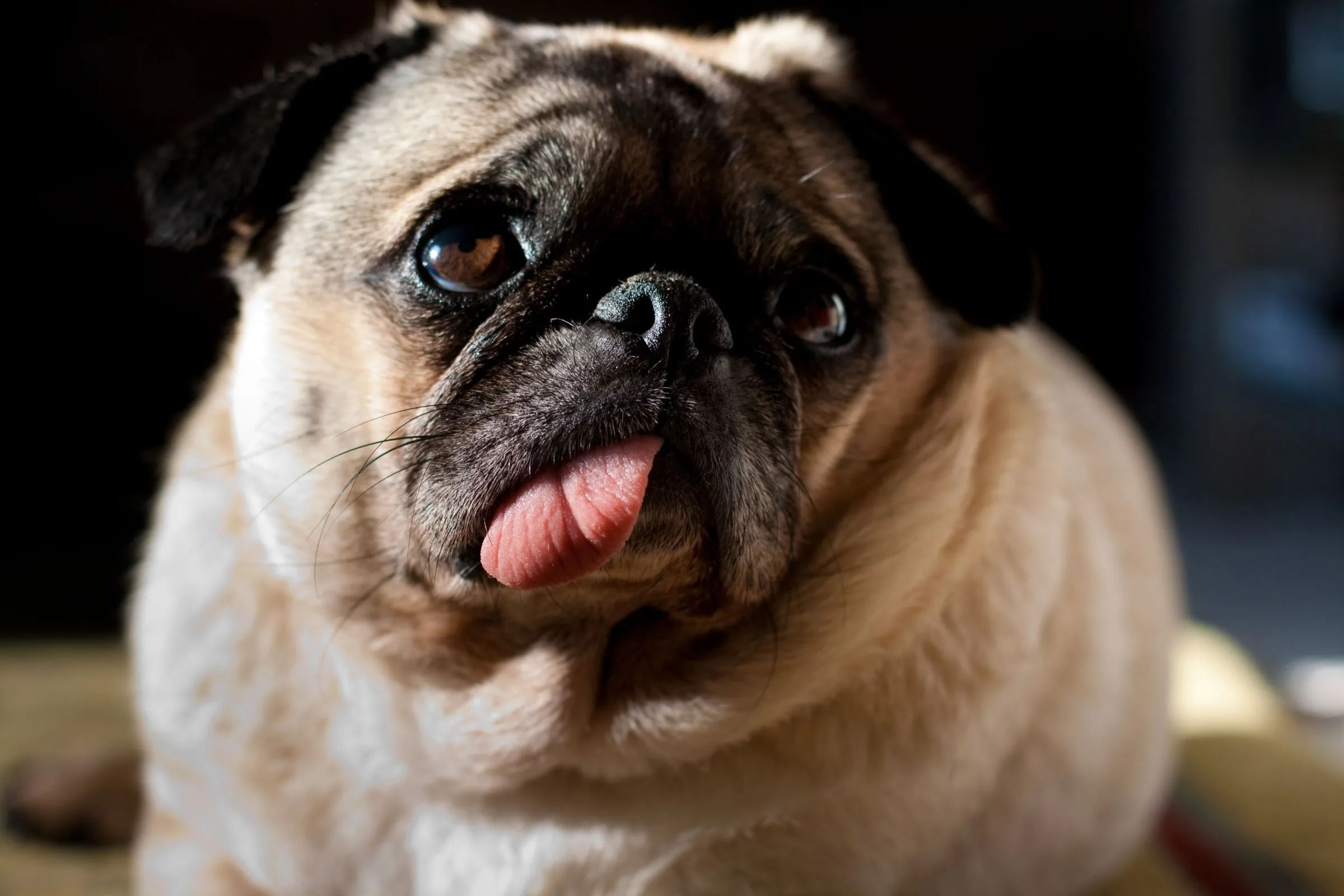 Signs Of A Healthy Pug Puppy At Dominic Chumleigh Blog