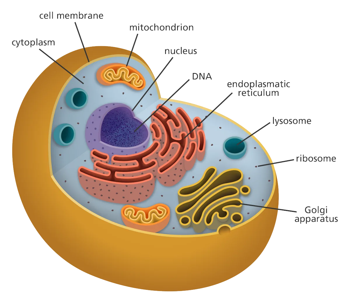 Simple Animal Cell Structure