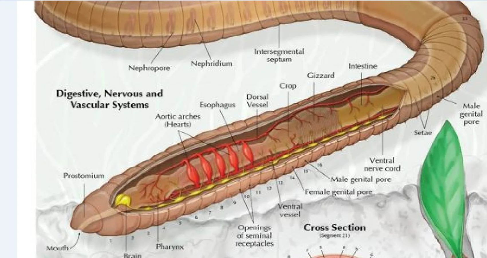 Simple Diagram Of Earthworm Citellumsaddle Worms Galore