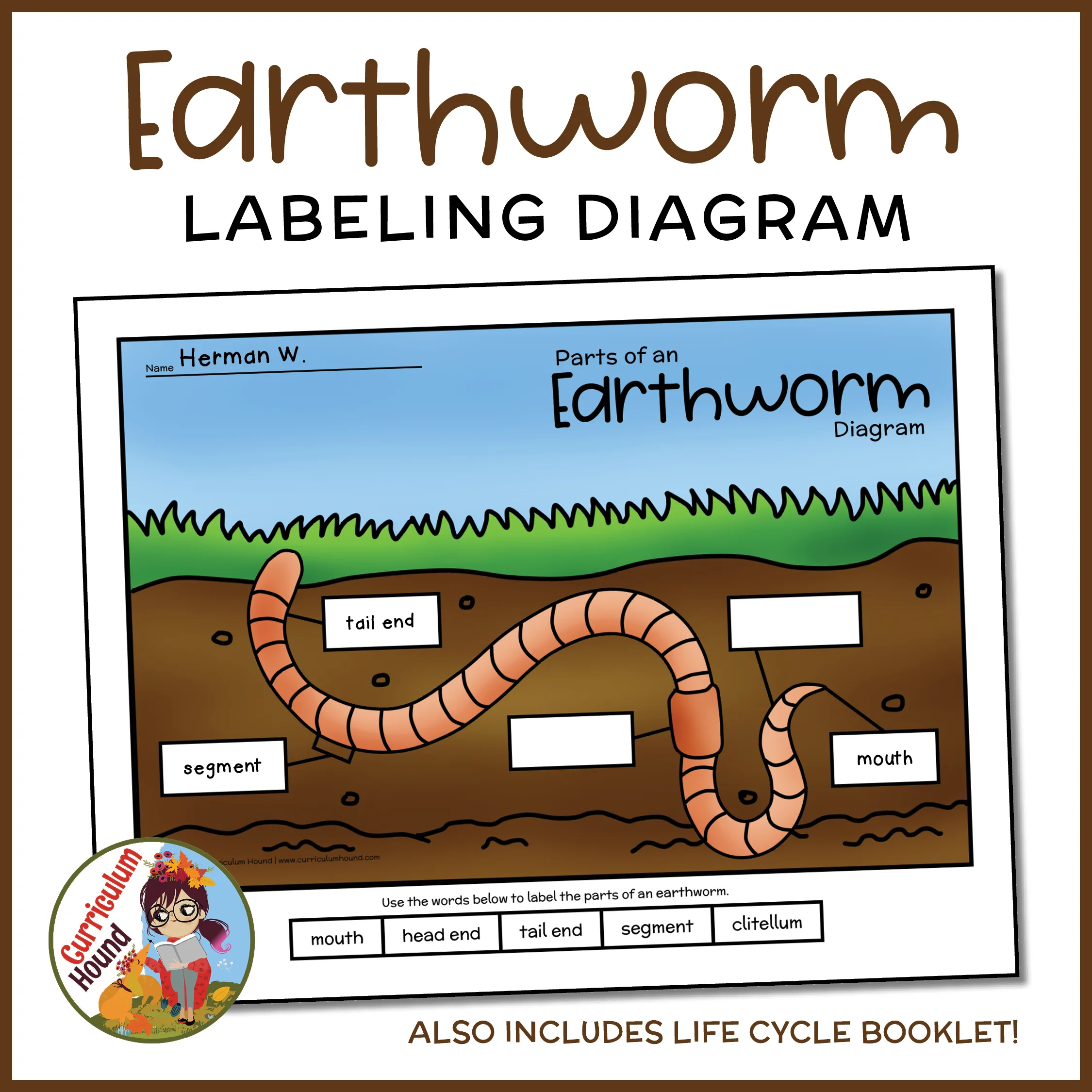 Simple Diagram Of Earthworm Citellumsaddle Worms Galore