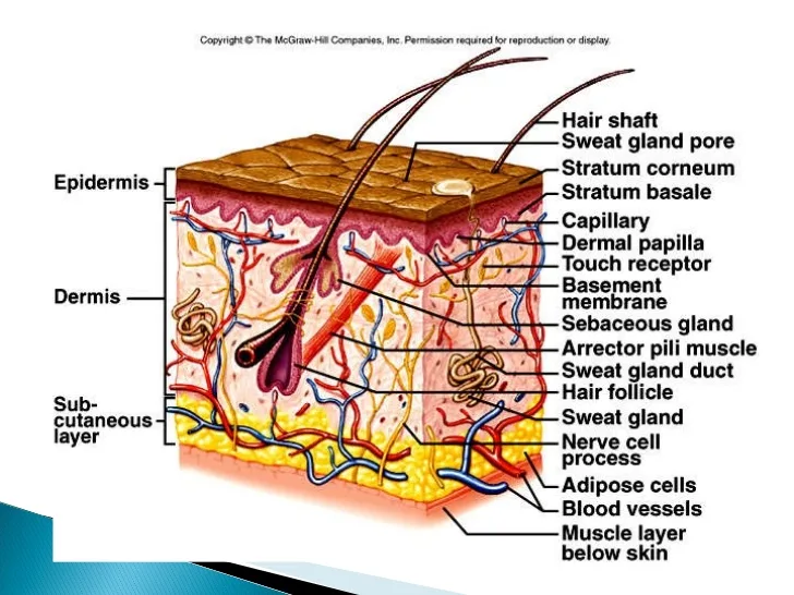 Simple Diagram Of The Integumentary System