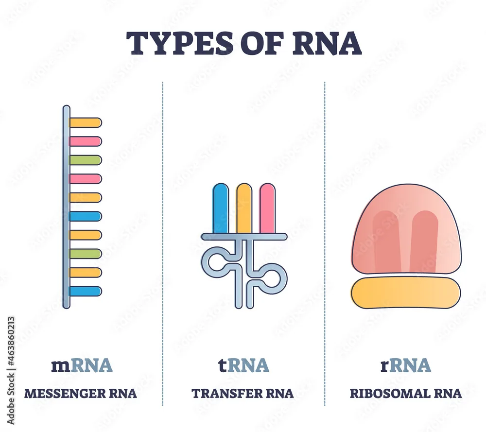 Simple Diagram Of The Structure Of Rna Rna Ribonucleico Áci