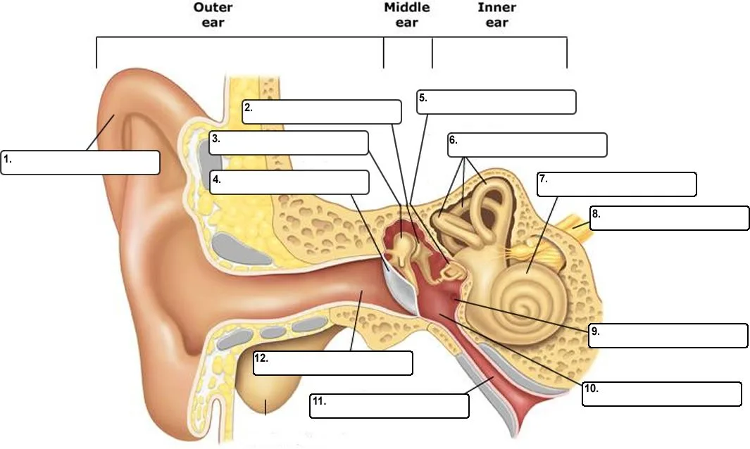 Simple Ear Diagram Blank