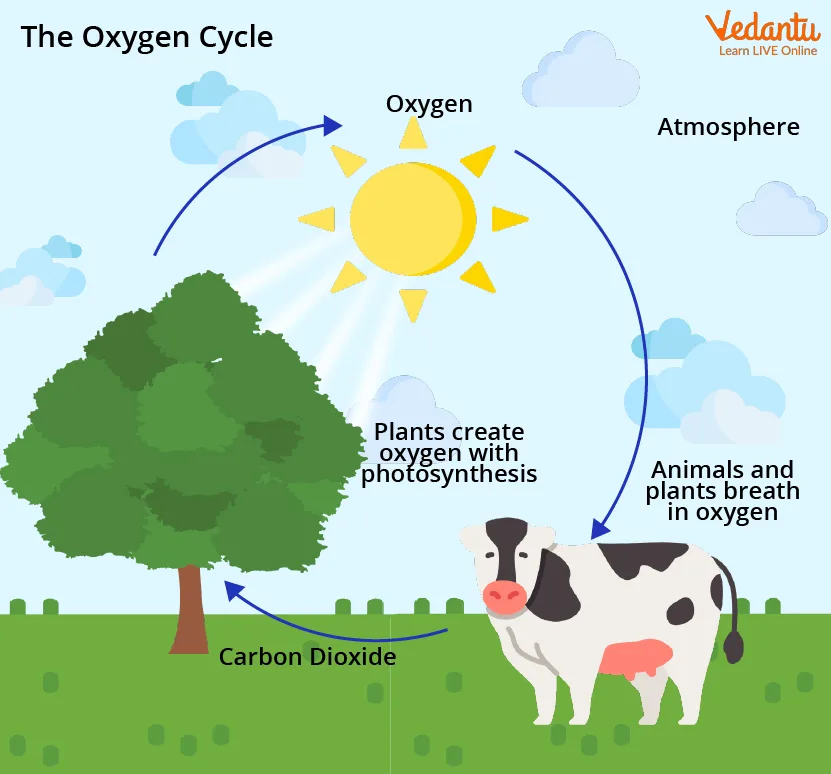 Simple Images Of Carbon Cycle Diagram