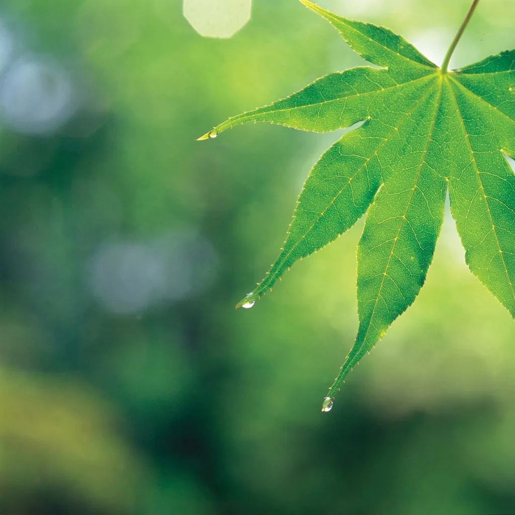 Simple Nature Wallpapers Wallpaper Cave