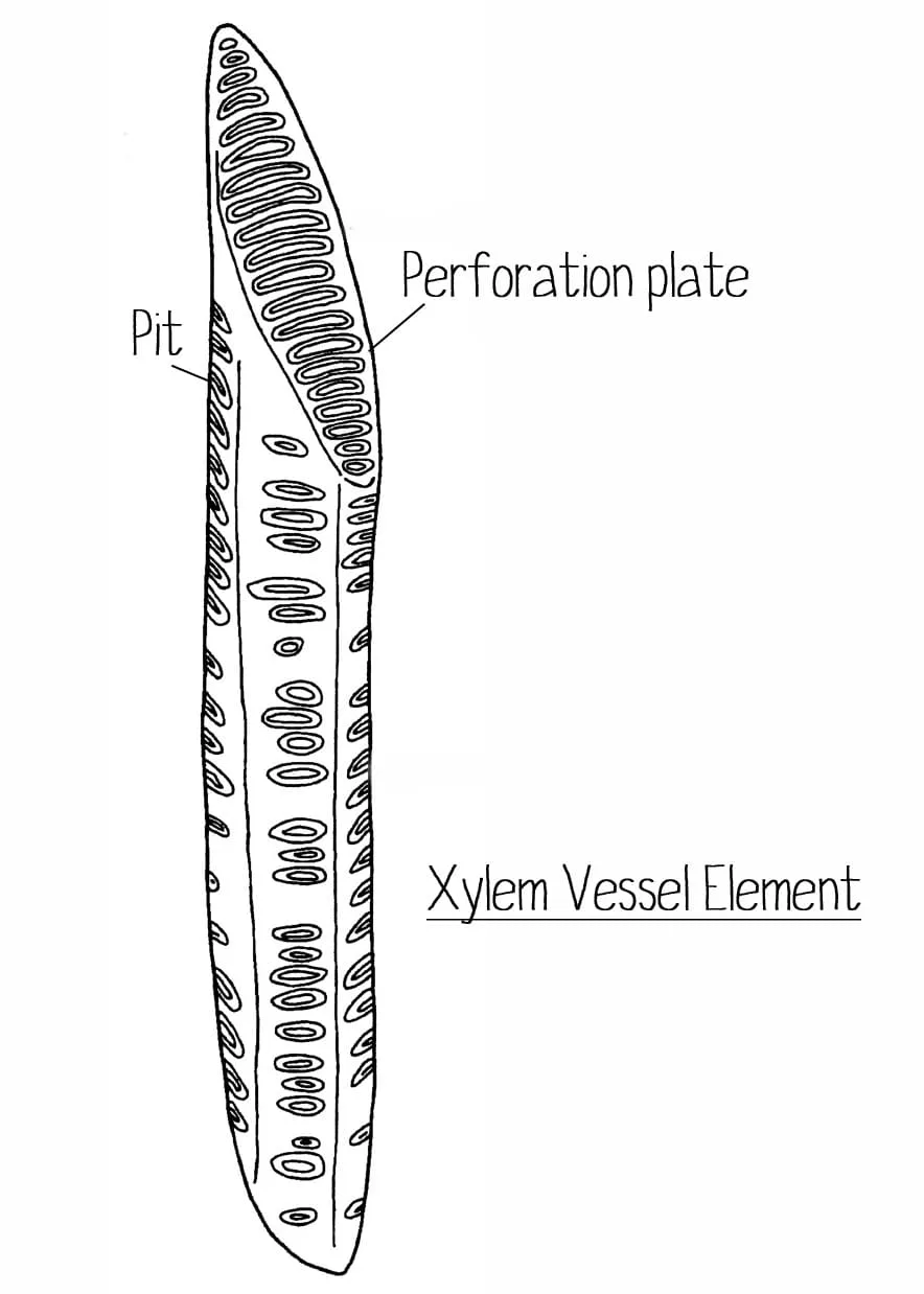 Simple Xylem Vessel Diagram