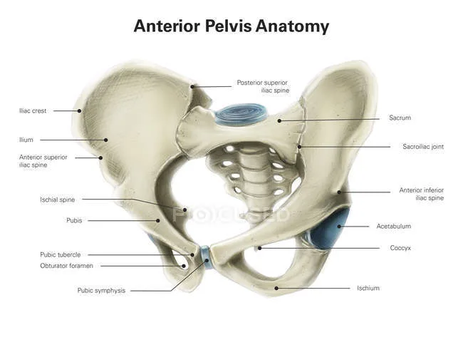 Skeletal Diagram Of The Human Pelvis