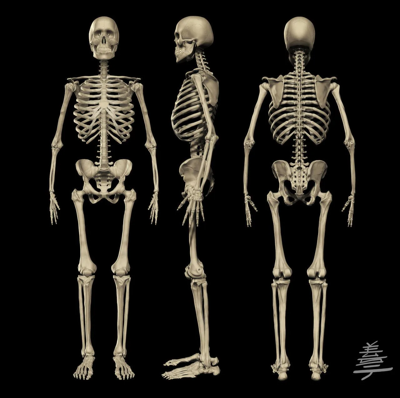 Skeleton Buscar Con Google Esqueletos Pinterest Medical