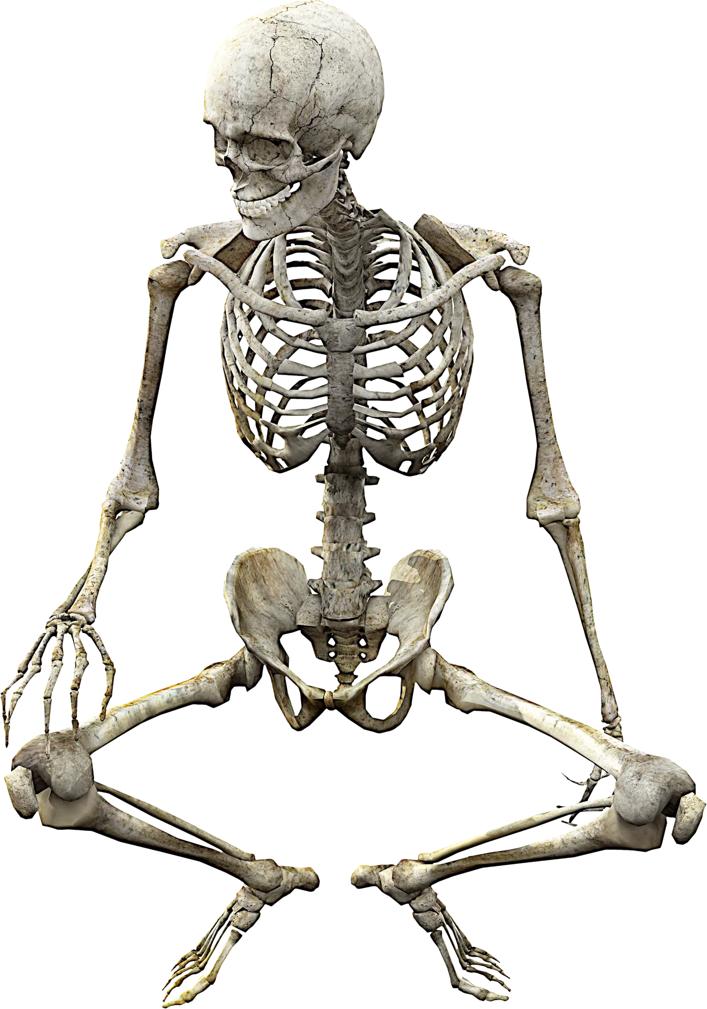 Skeleton Png