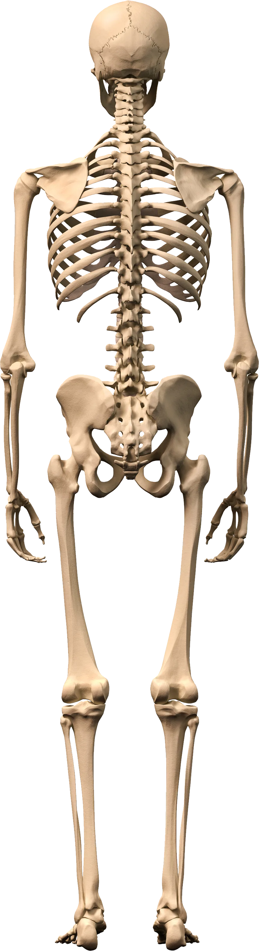 Skeleton Png