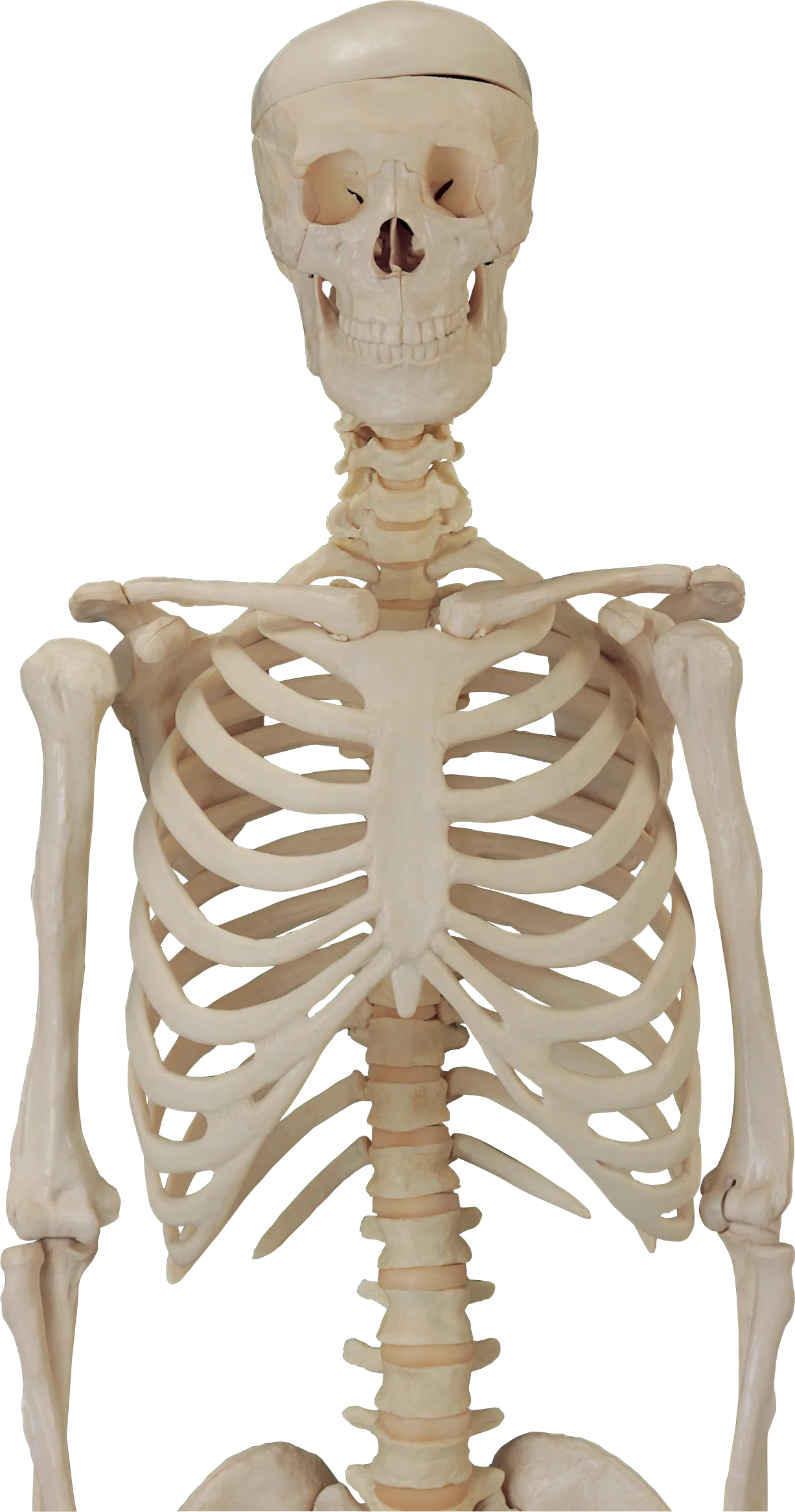 Skeleton Png