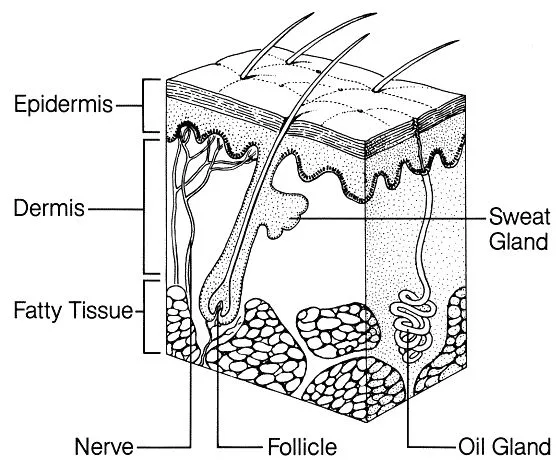 Skin System Diagram Integumentary System Skin Drawing Skin Health