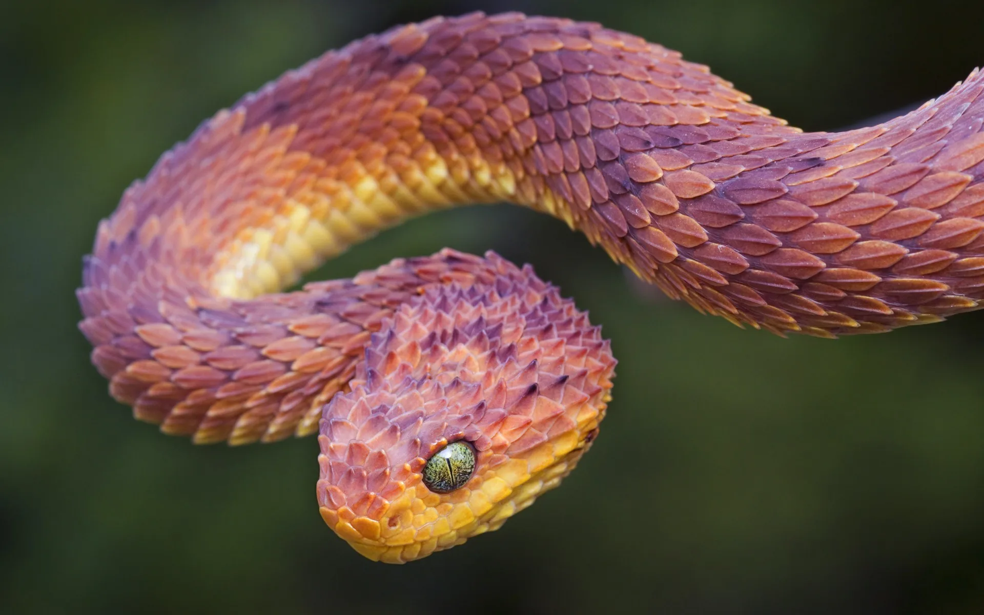 Snake Vipers Reptile Animals Wallpapers Hd Desktop And Mobile Backgrounds
