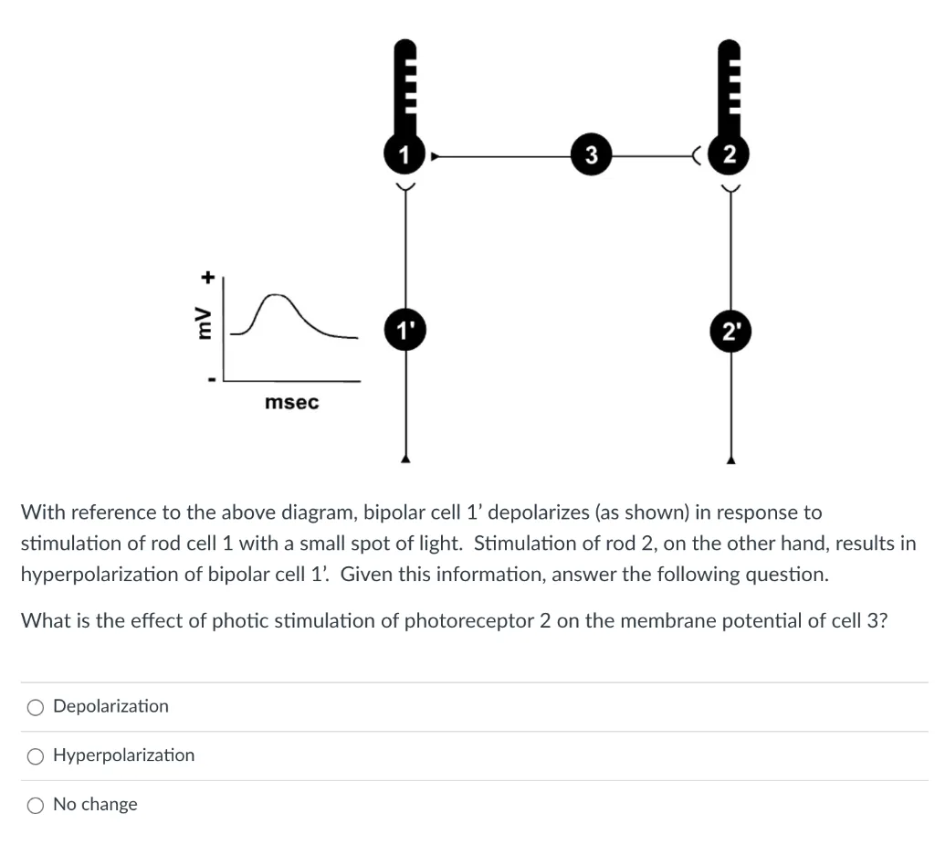 Solved With Reference To The Above Diagram Bipolar Cell 1