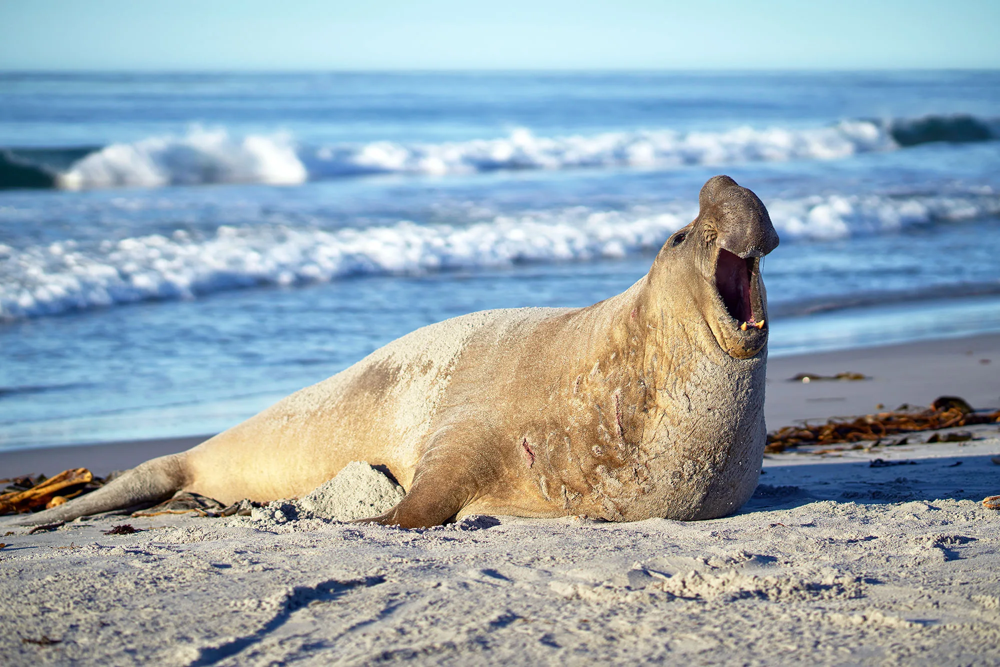 Southern Elephant Seal