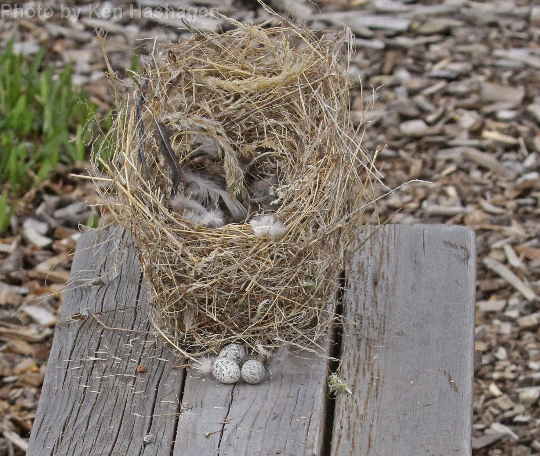 Sparrow Nest