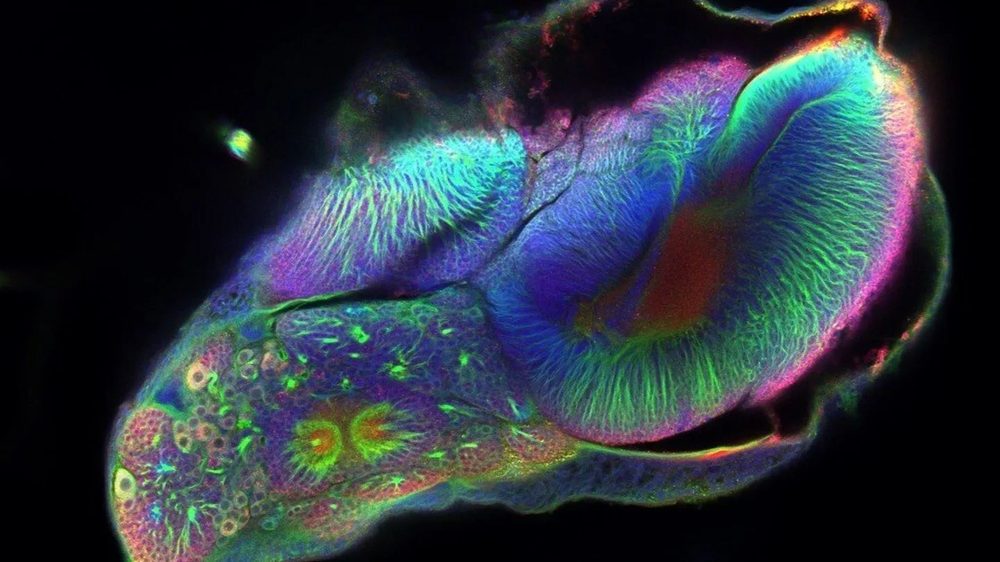 Spektakuläre Bilder Aus Der Welt Der Wissenschaft Geo