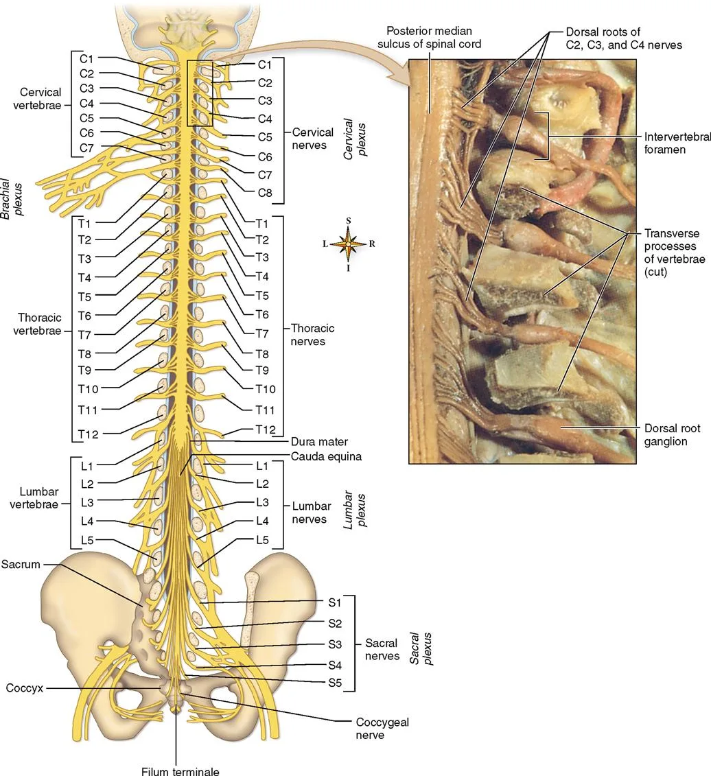 Spinal Cord Nervous System Spinal Nerve Spinal Cord