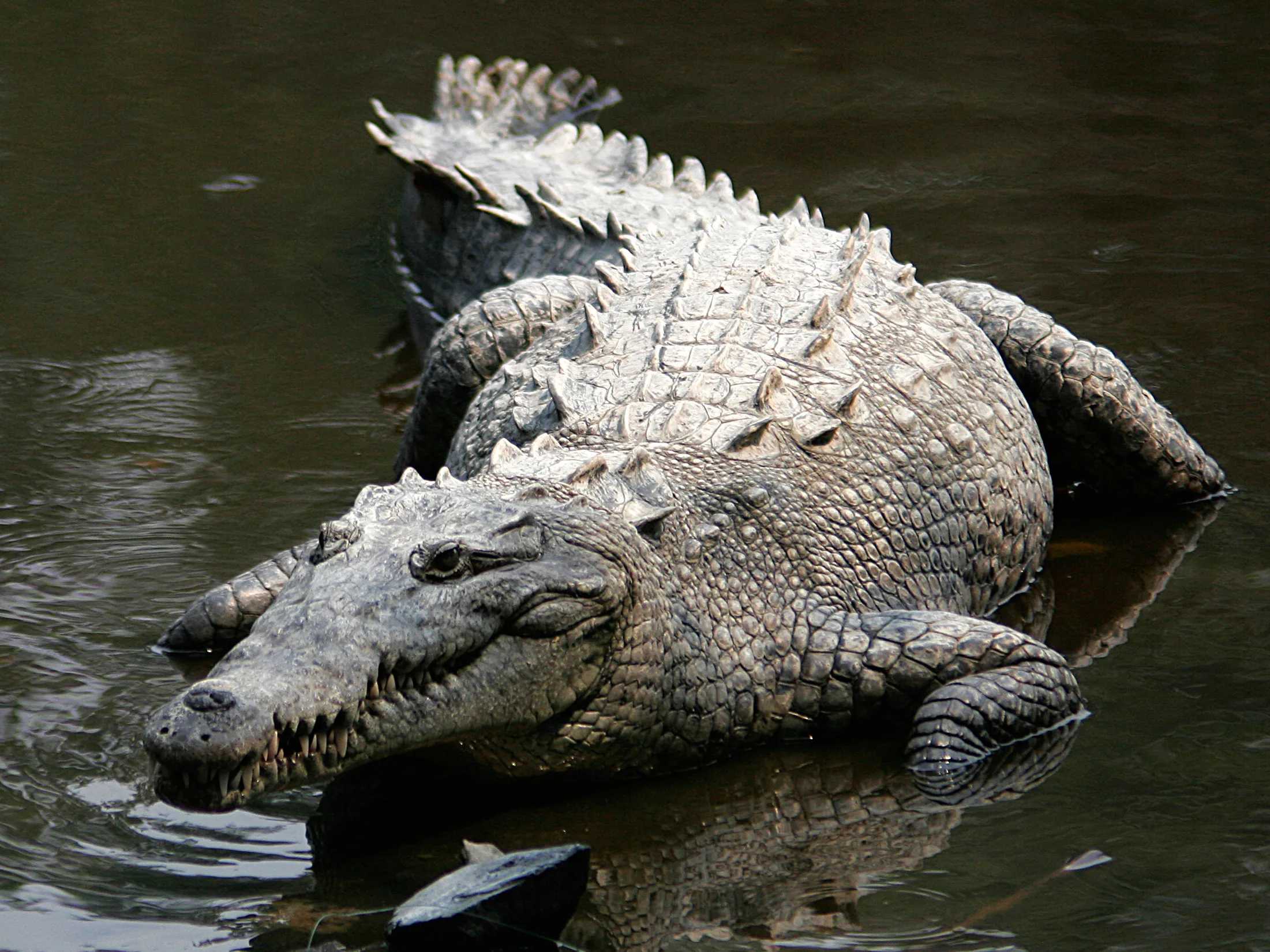 Splendor Of Nature Images Of Crocodile