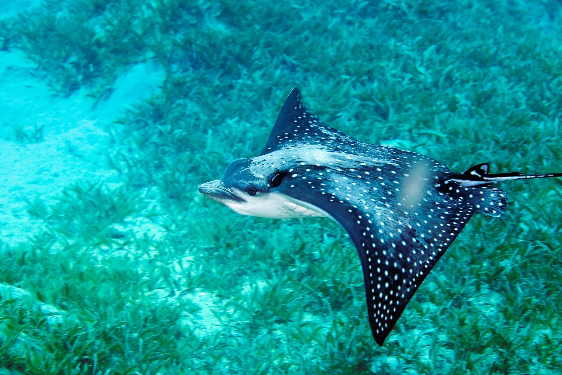 Spotted Eagle Ray Facts Ray Species Dk Find Out