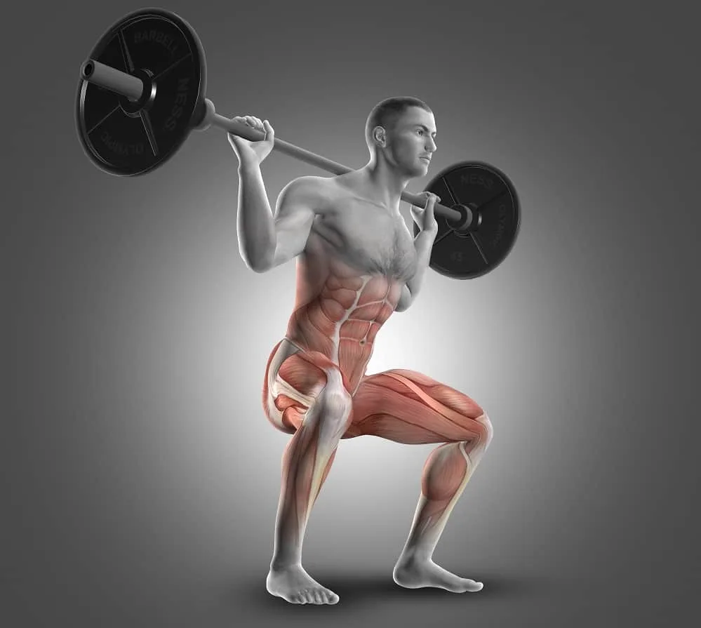 Squat Muscles