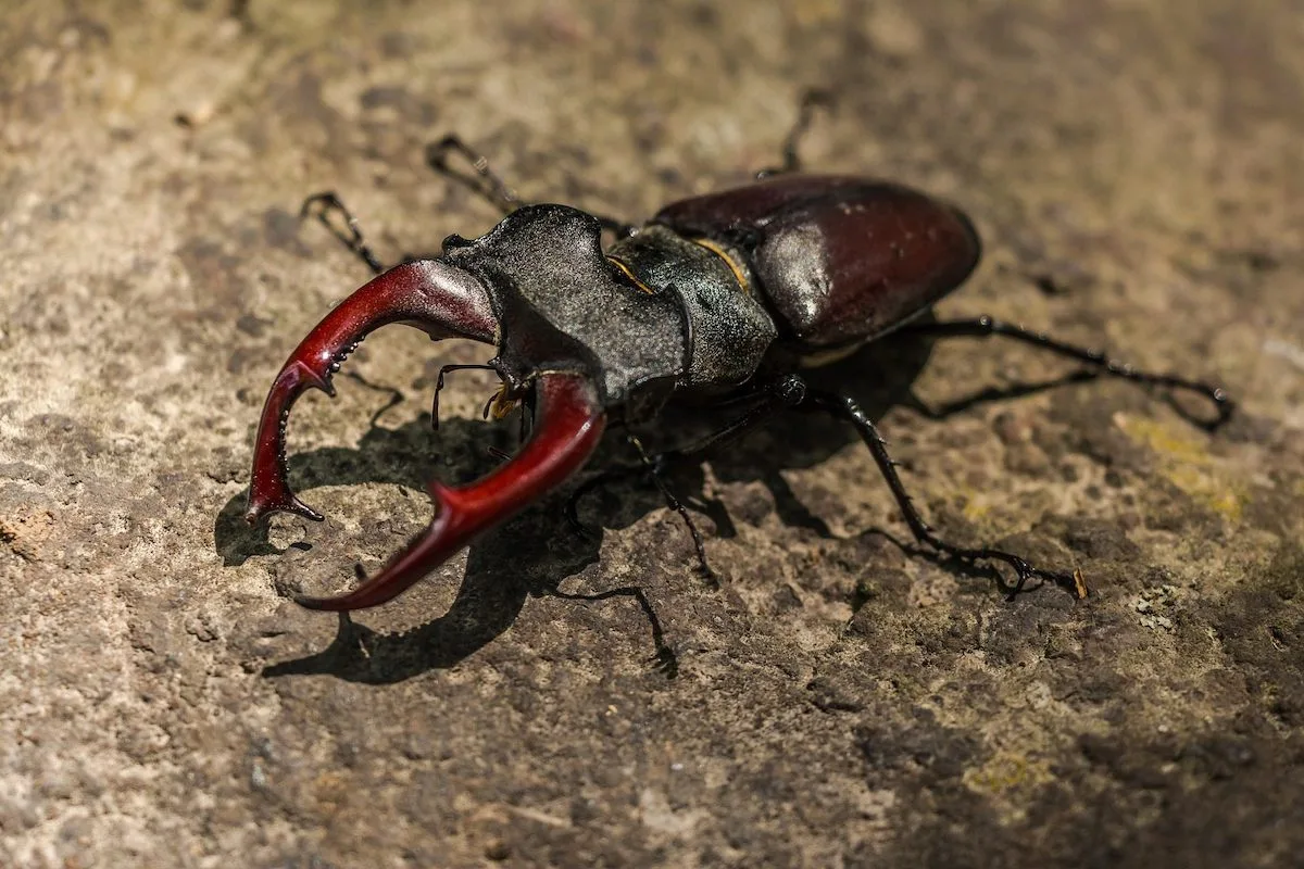 Stag Beetle Discover Animals