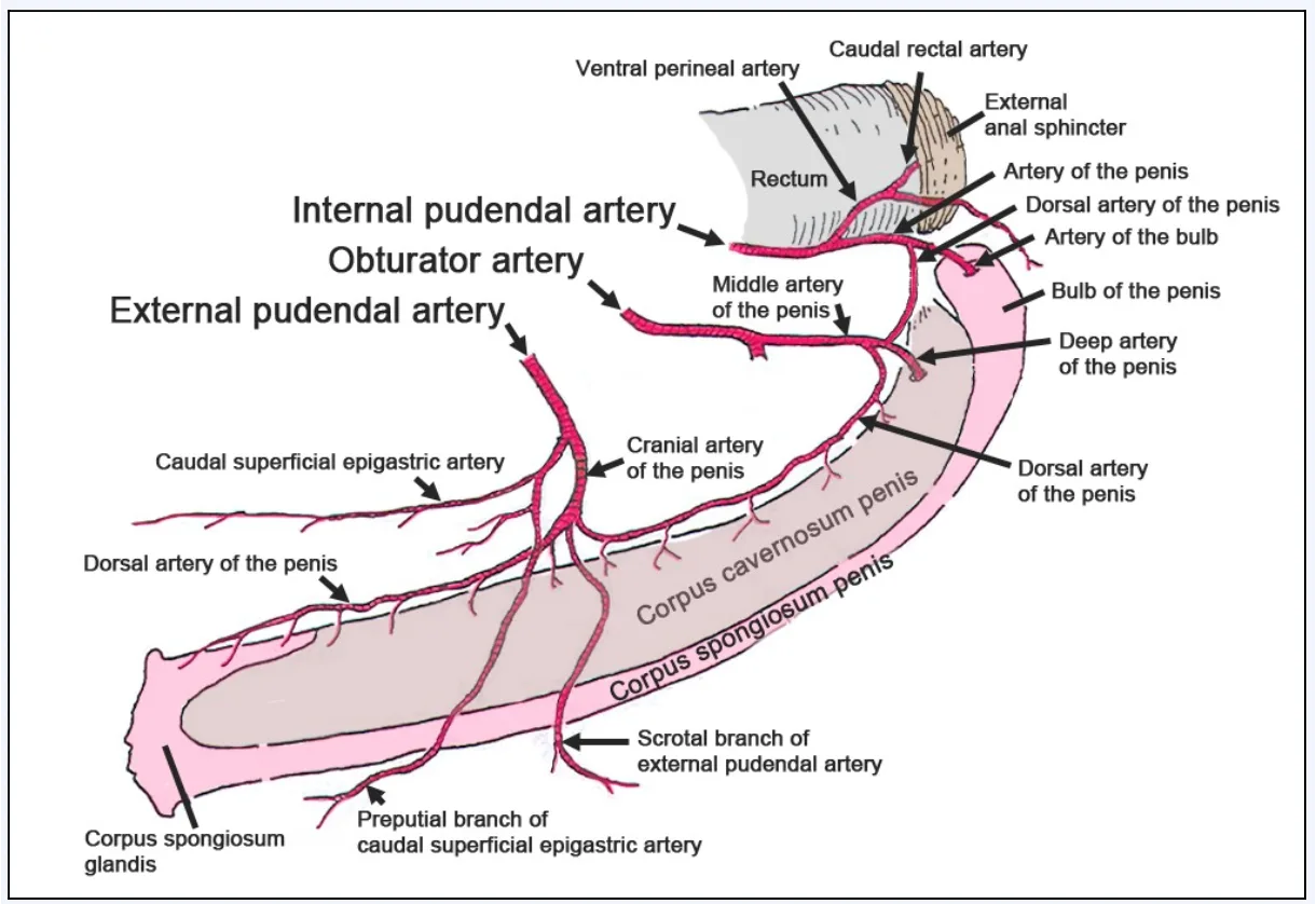 Stallion Reproductive System