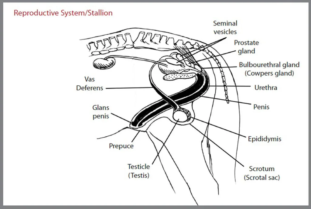 Stallion Reproductive System Diagram My Senior Horse