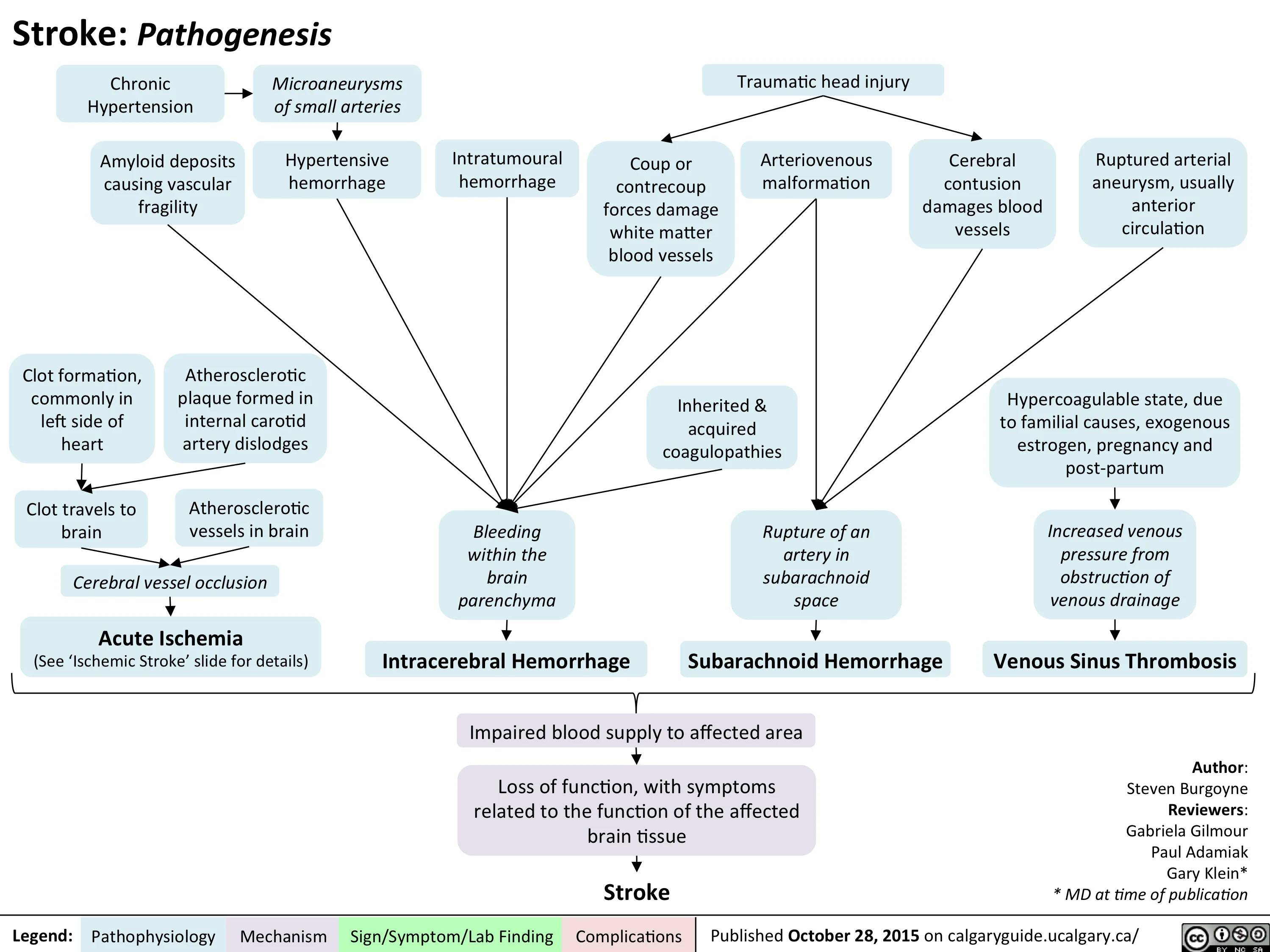 Stroke Diagram 3B Scientific Stroke Chart
