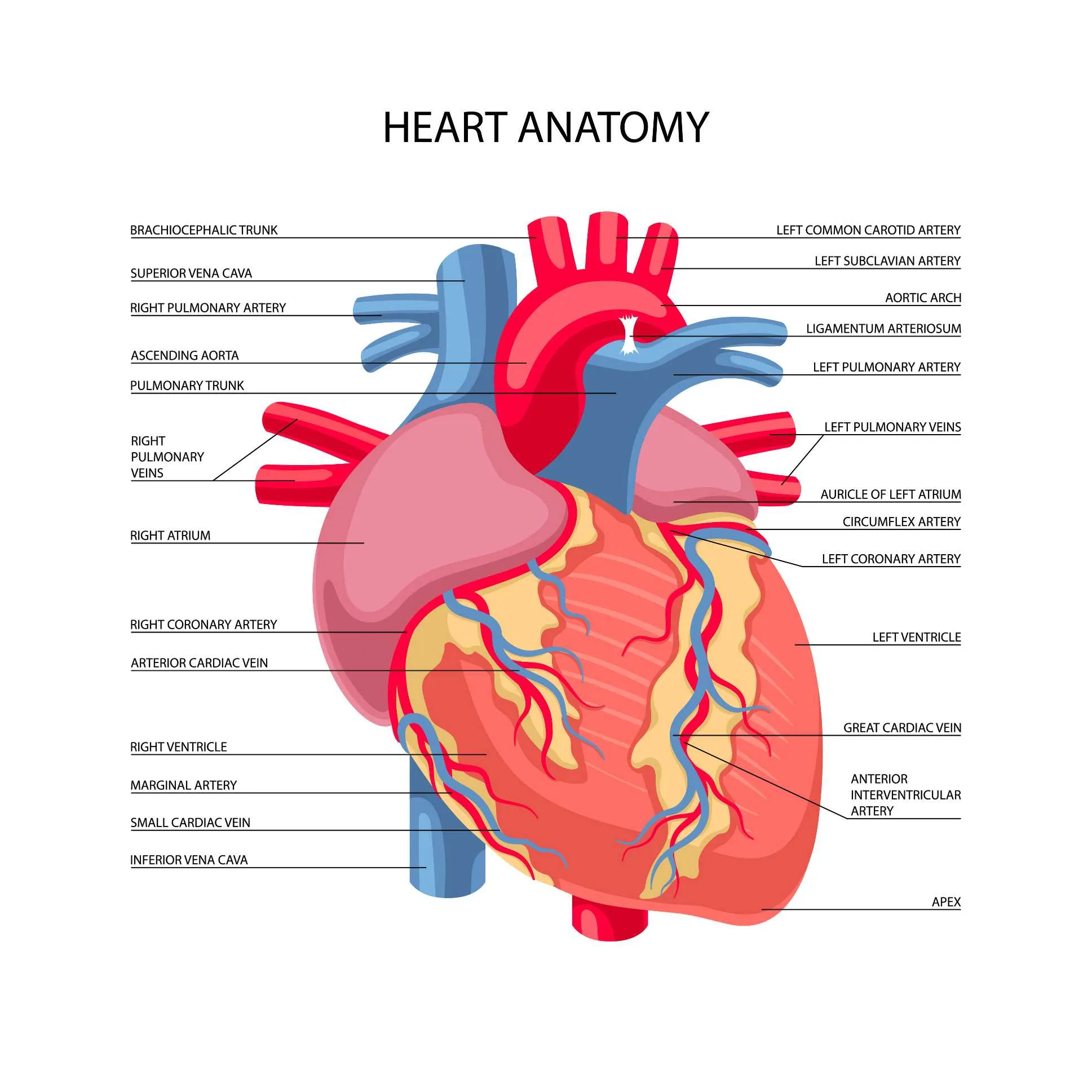 Structural Heart E Free Games