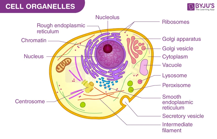 Structure And Function Of Cell Organelles With Diagram Cell