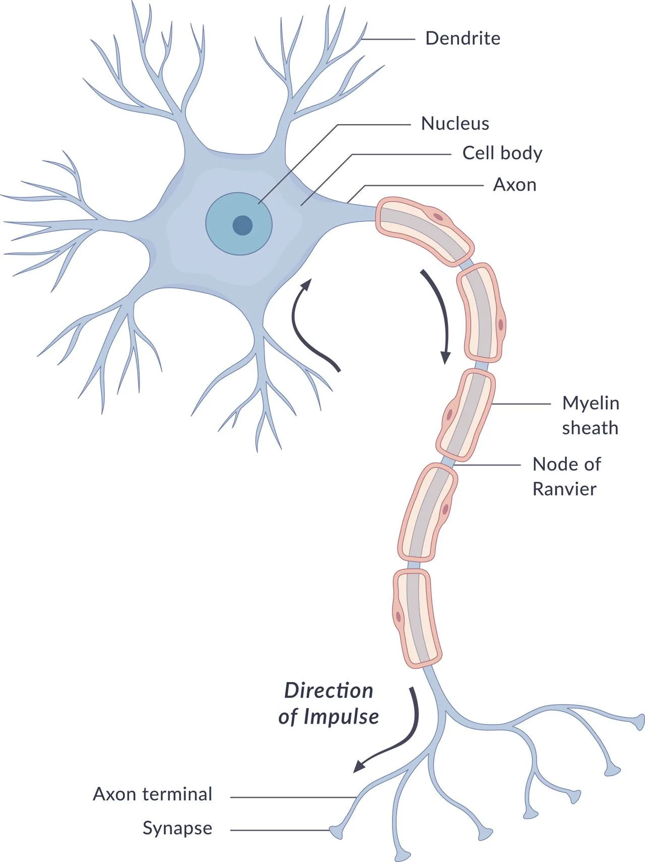 Structure Of A Nerve Diagram Neuron Labeled Nerve Nervous