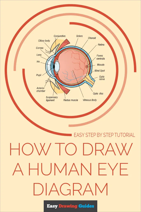 Structure Of Eye Diagram Step By Step