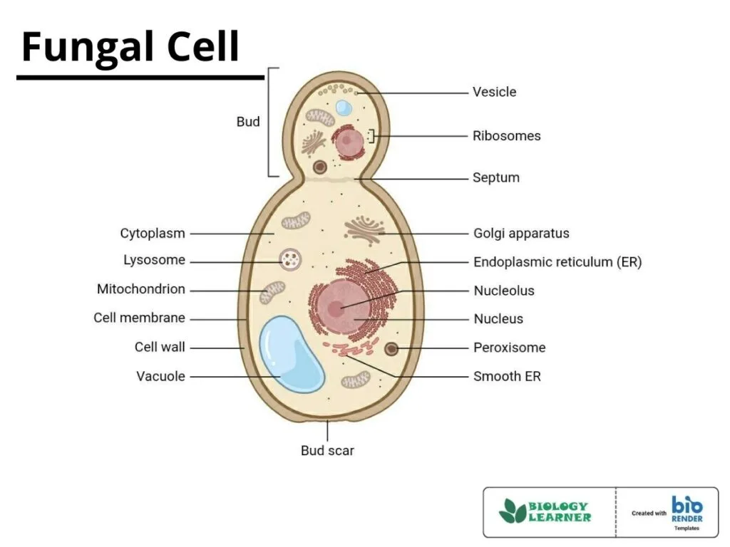 Structure Of Fungal Cell With Diagram