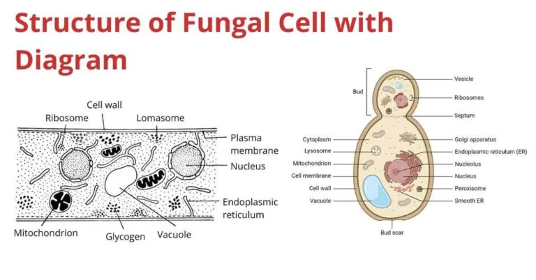 Structure Of Fungal Cell With Diagram