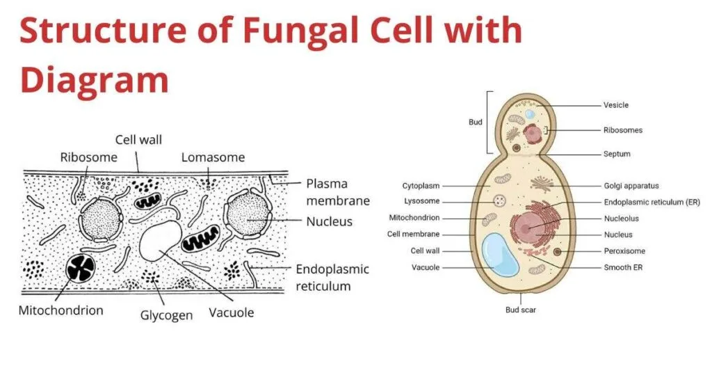 Structure Of Fungal Cell With Diagram