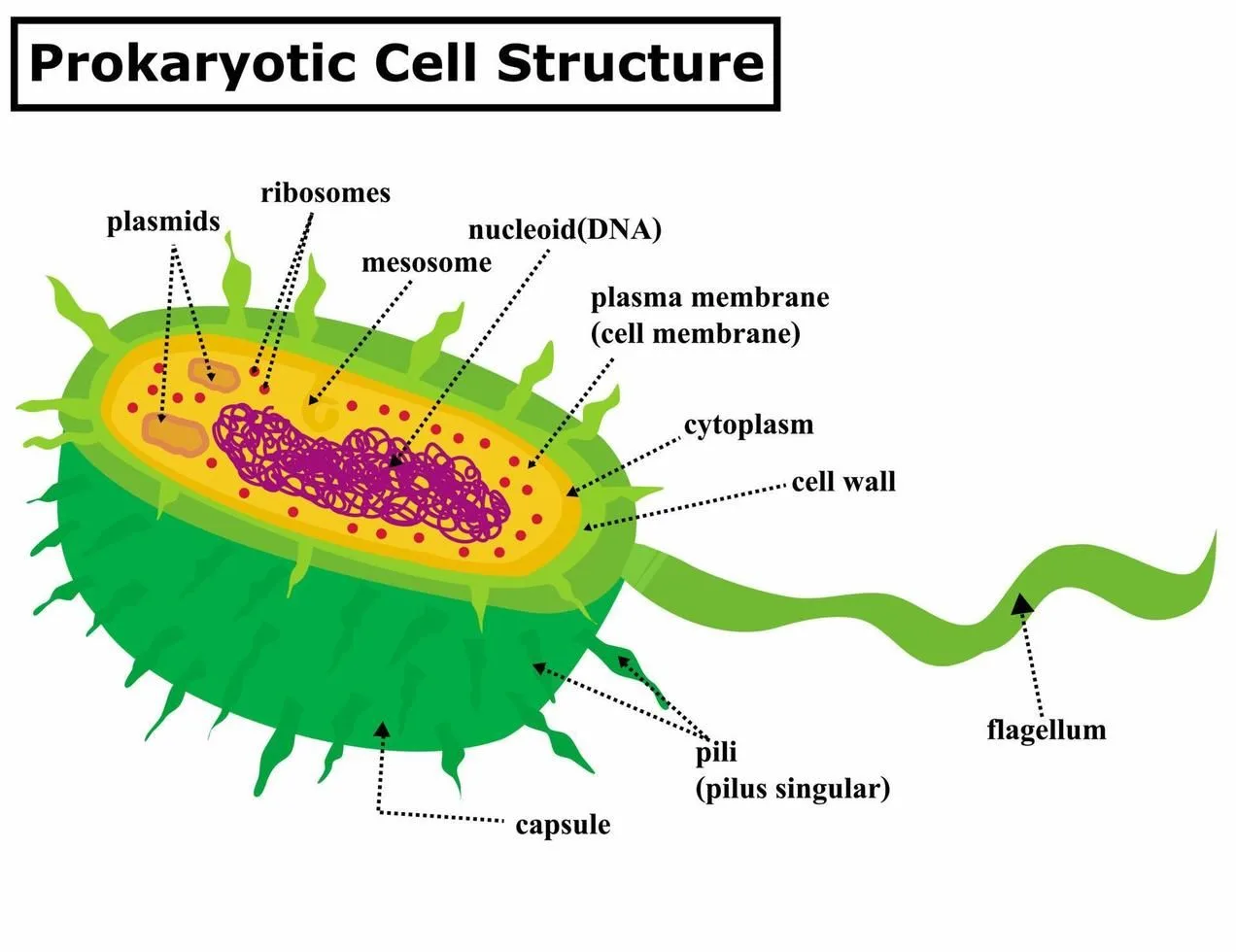 Structure Of Prokaryotic Cell With Diagram Cell Prokaryotic