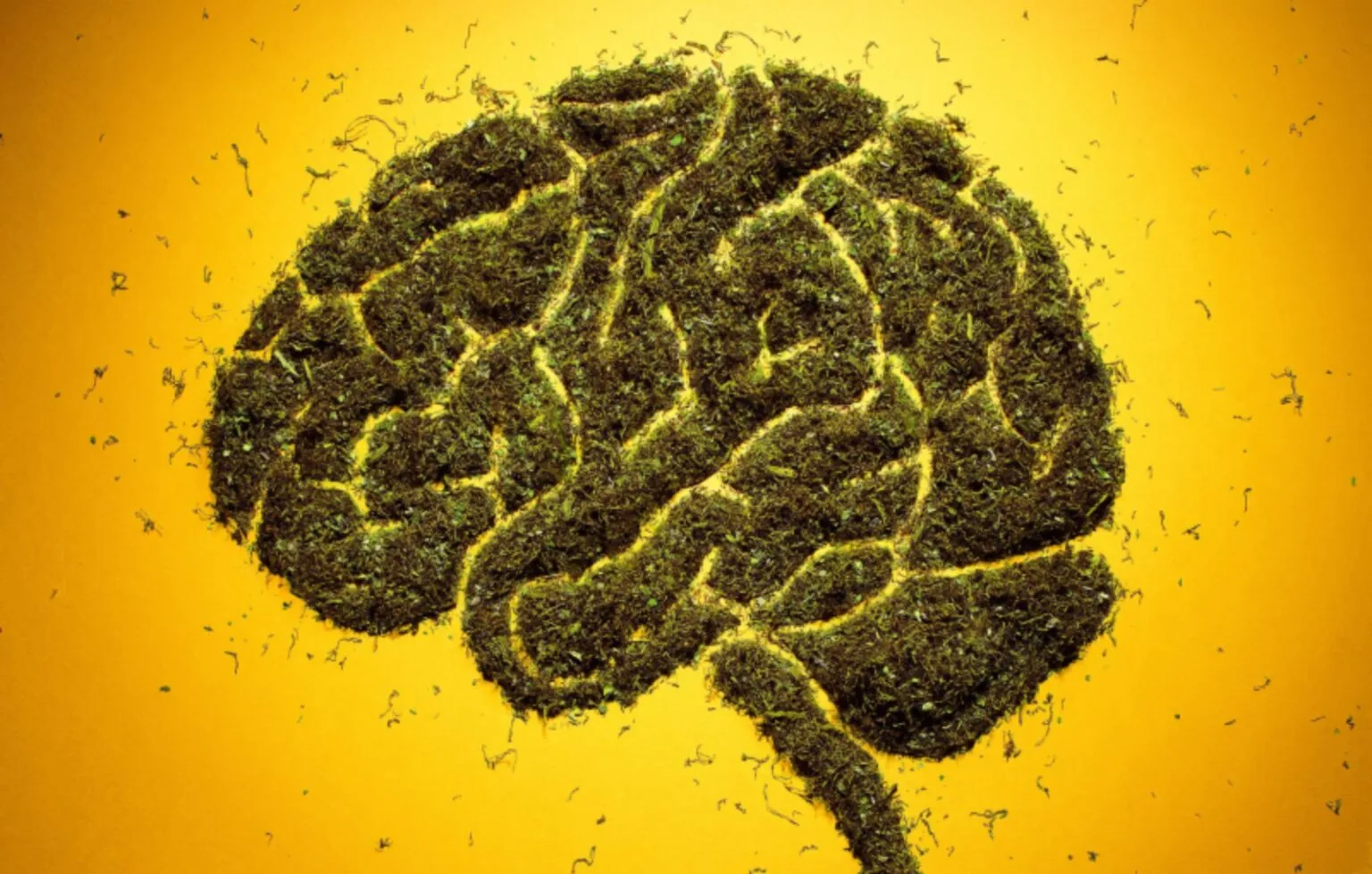 Study Finds Weed Smokers Have Enhanced Cognitive Abilities Pot Portal