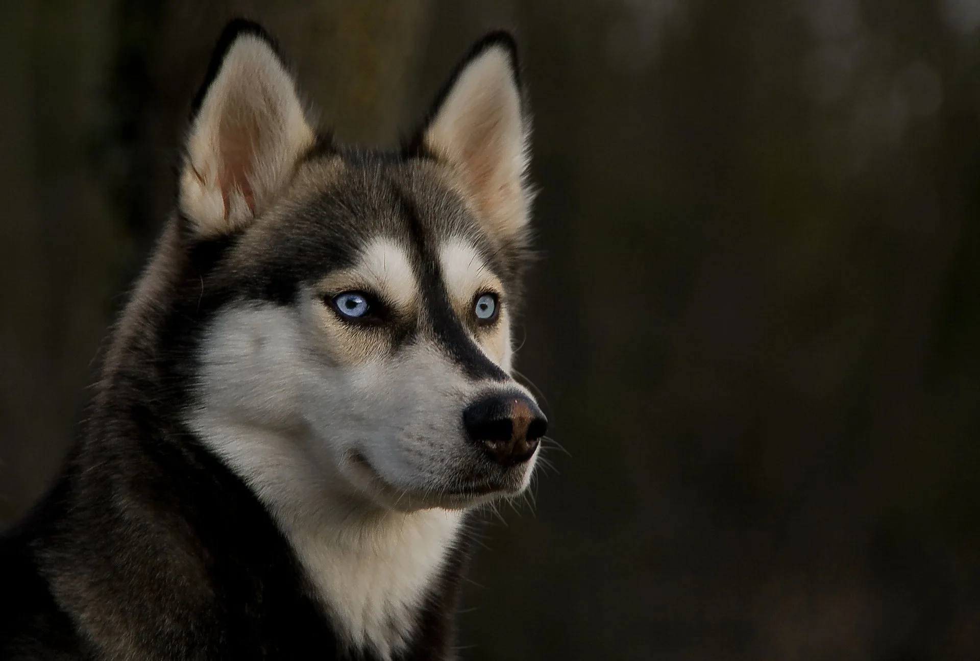 Stunning Siberian Husky Hd Wallpaper