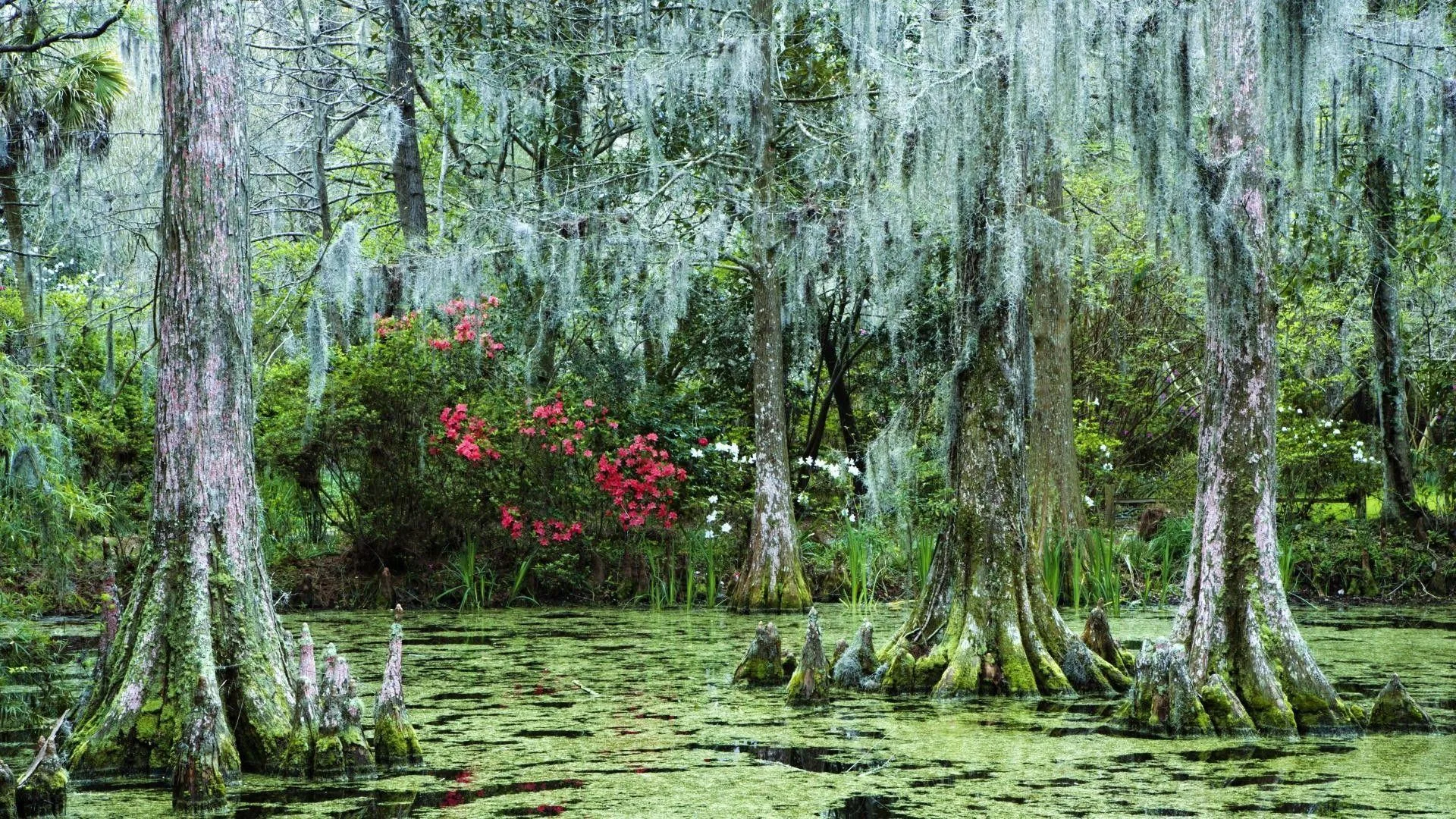 Swamp Backgrounds Wallpaper Cave