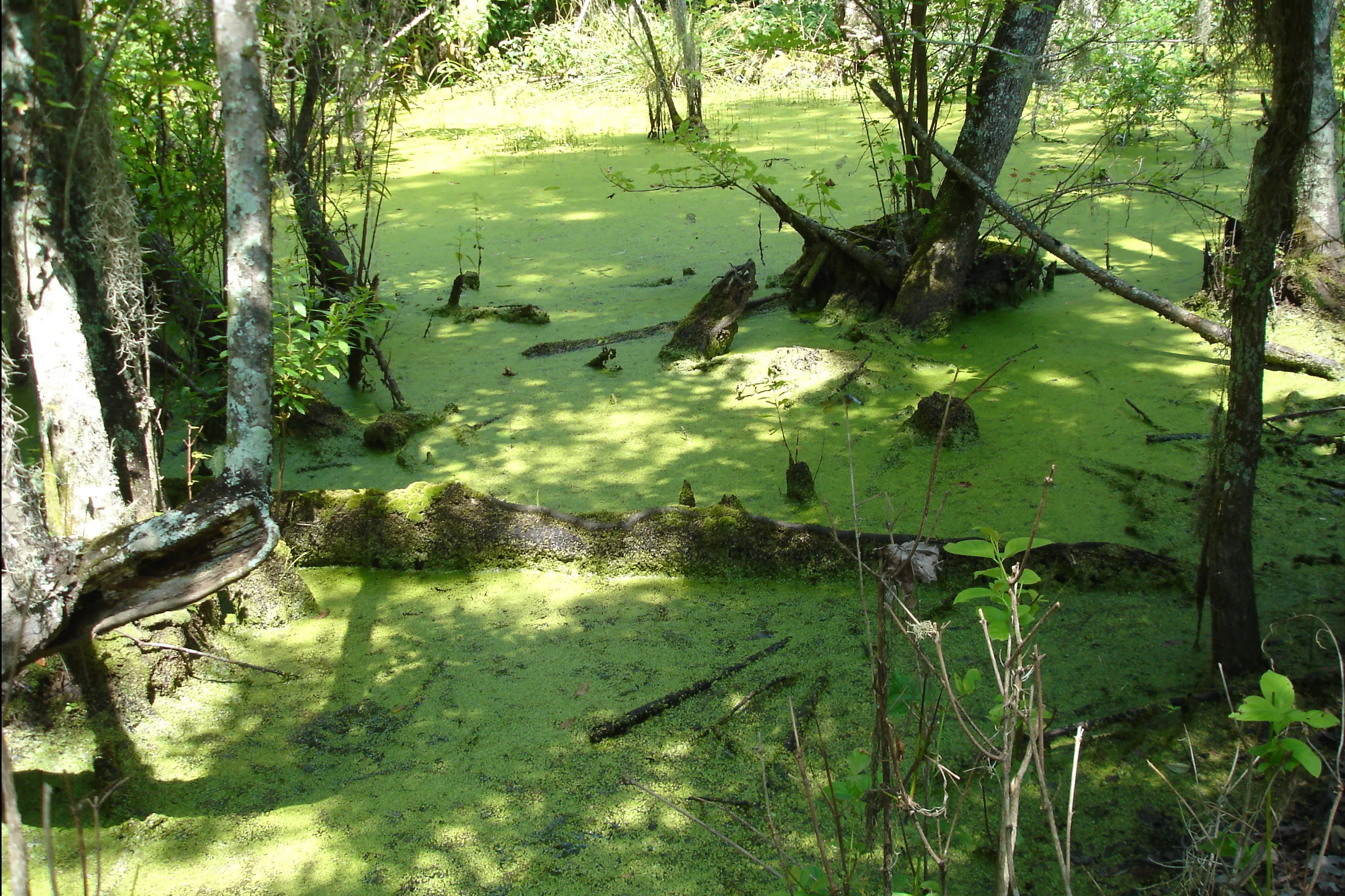 Swamp Pics4Learning